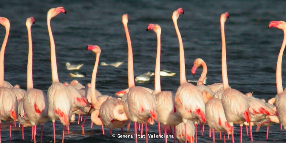 拉马塔-托雷维耶哈盐湖自然公园
