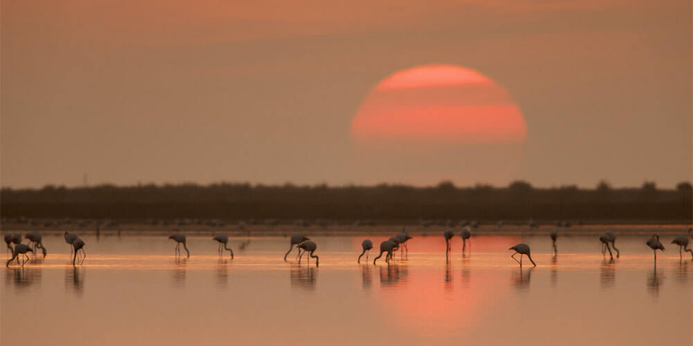 埃布罗之地生态圈保护区