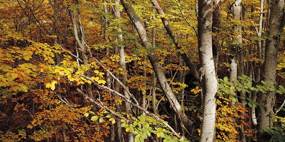 黑紫杉山毛榉林自然保护区