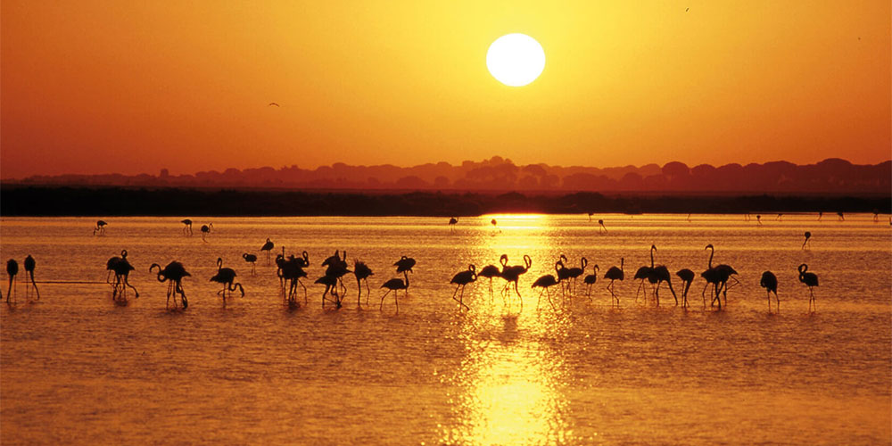 多尼亚纳自然公园