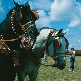 赫雷斯马术艺术节